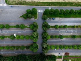 沂州花卉市场，室外绿植花卉租赁费用解析沂州花卉市场开业