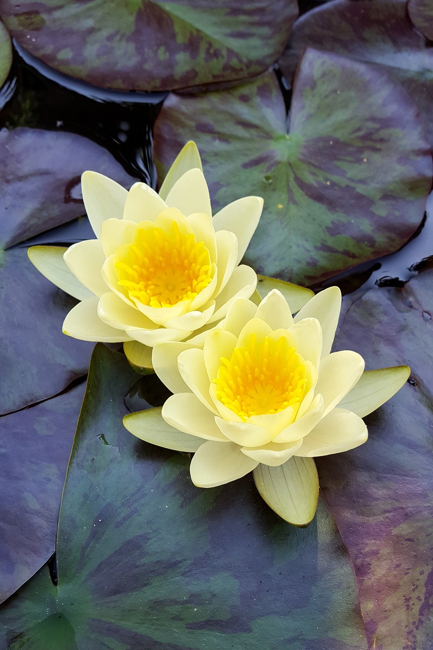 湖北水培花卉与花卉虫害用药的双重选择湖北水花养殖基地  第1张